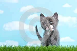 Gray and white tabby cat in tall grass