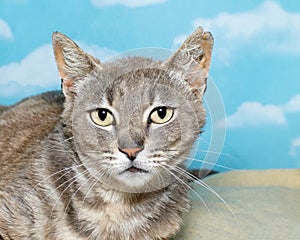 Gray and white tabby kitten on blanket