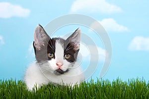 Gray and white tabby kitten in grass