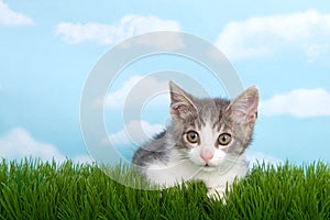 Gray and white tabby kitten in grass