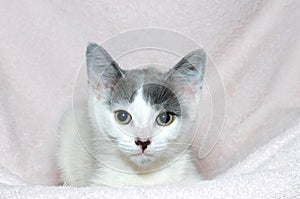 Gray and white tabby kitten on light pink blanket