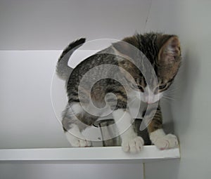 Gray and White Tabby Kitten Looking Down