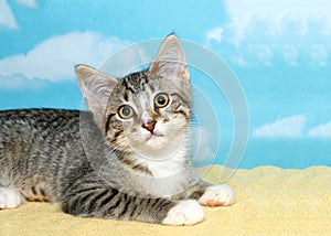 Gray and white tabby kitten portrait