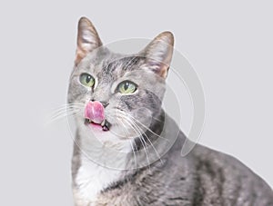 A gray and white tabby shorthair cat licking its lips