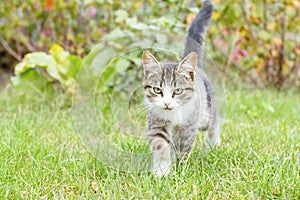 Gray and white tabby young kitten walking on green grass outdoor