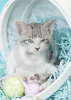 Gray white tan calico tabby kitten playing easter basket