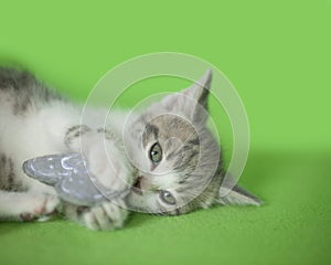 Gray, white and tan tabby calico playing with a gray heart toy