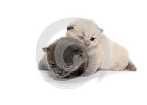 Gray and white two little kitten