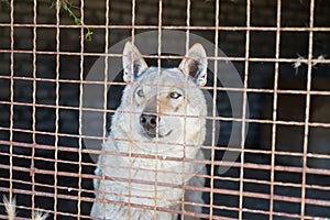Gray wicked wolf in an iron cage in a zoo. Life in captivity.