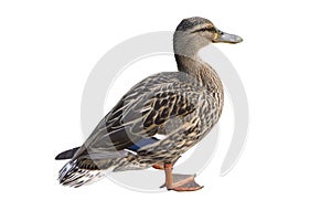 Gray wild duck isolated on white background.