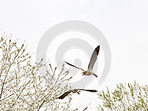 Spreading their wings wide, two Anser anser fly low over the trees