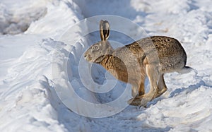 Gray wild rabbit hare in his natural habitat, in a cold winter day