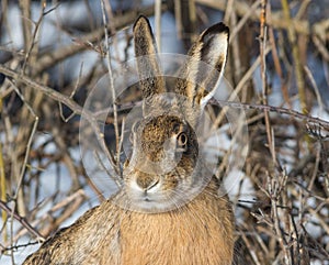 Gray wild rabbit hare in his natural habitat, in a cold winter day