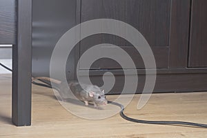 A gray wild rat cautiously comes out from behind a closet in the house