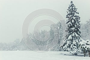 Gray winter dull landscape - bare trees
