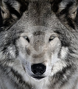 Gray Wolf