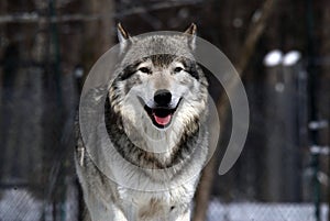 Gray Wolf photo