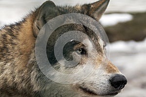 Gray Wolf photo