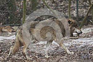 Gray wolf photo