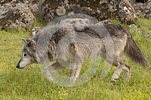 Gray wolf