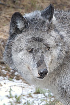 Gray wolf