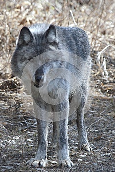 Gray wolf