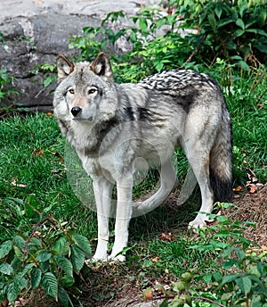 Gray Wolf