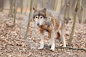 Gray wolf