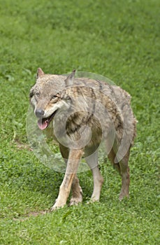 Gray wolf