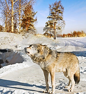 Gray wolf