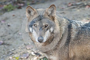 Gray Wolf