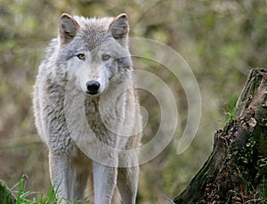 Gray Wolf