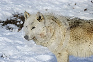 Gray wolf