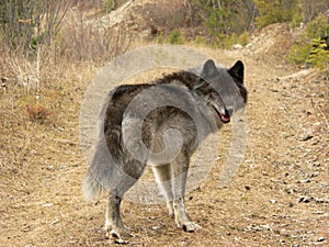 Gray Wolf