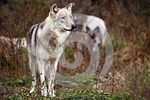 Gray Wolf