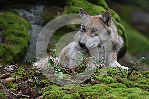 Gray wolf