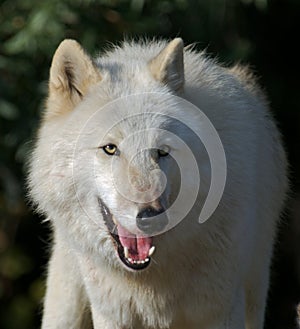 Gray Wolf