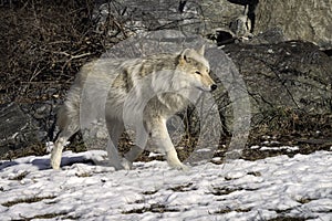 Gray Wolf in the Snow