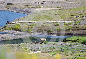 Gray Wolf Approaches Bison Kill