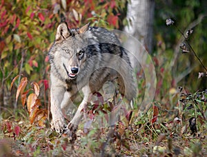Gray wolf in autumn setting
