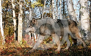 Gray wolf in autumn setting photo