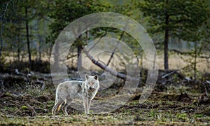 Gray wolf Canis lupus