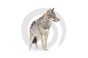 gray wolf canis lupus