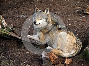 Gray Wolf, Canis lupus