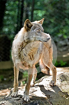 Gray wolf - Canis lupus