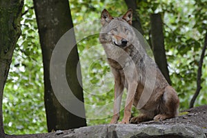 Gray Wolf / Canis Lupus