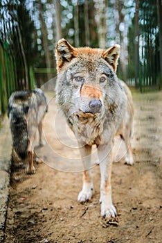 Gray wolf (Canis lupus)