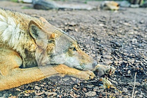 Gray wolf (Canis lupus)