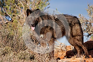 Gray wolf (Canis lupus)