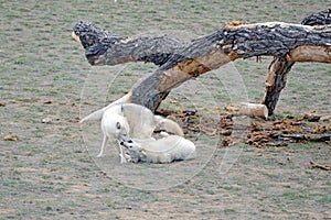 Gray wolf, Canis lupus